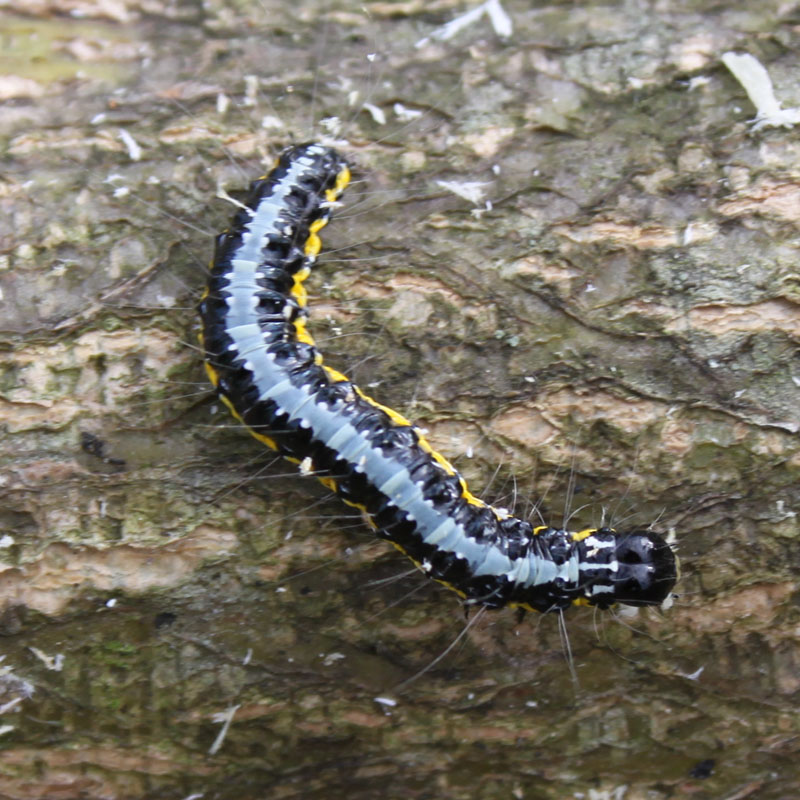 identificazione bruco